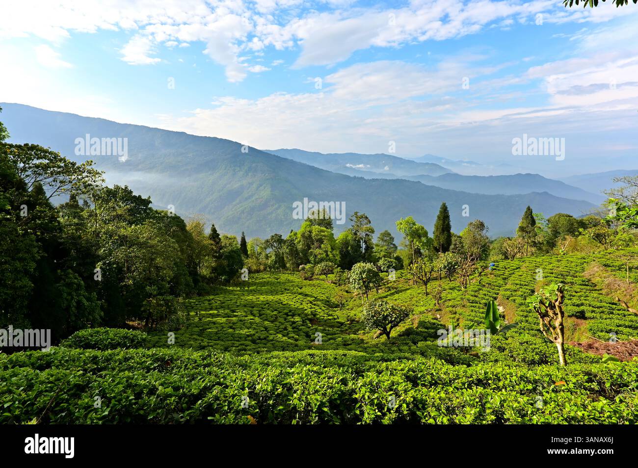 Das magische Grün nach dem Regen in der Berglandschaft. Stockfoto
