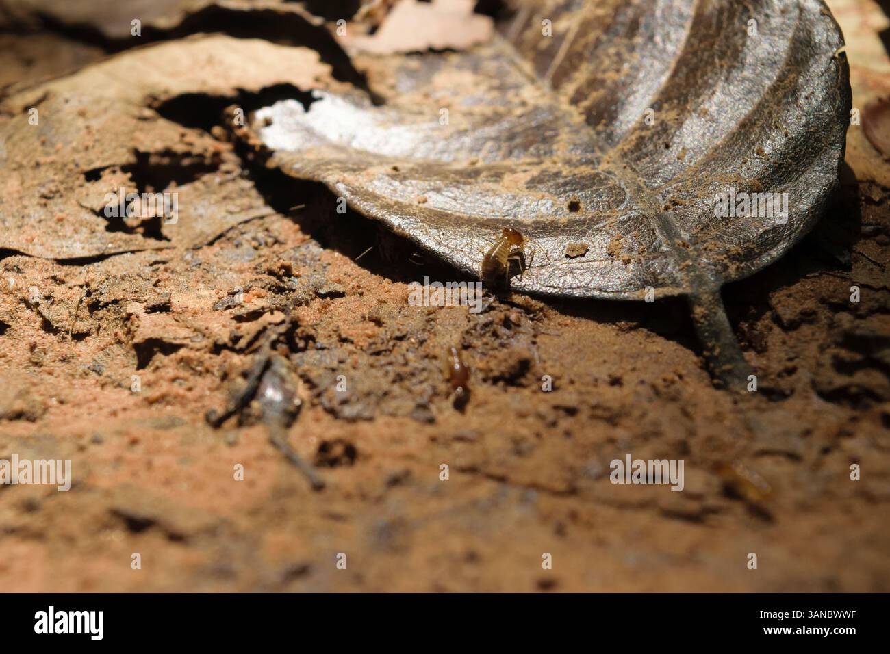 Termite auf Bodenboden und trockenem Blatt Stockfoto
