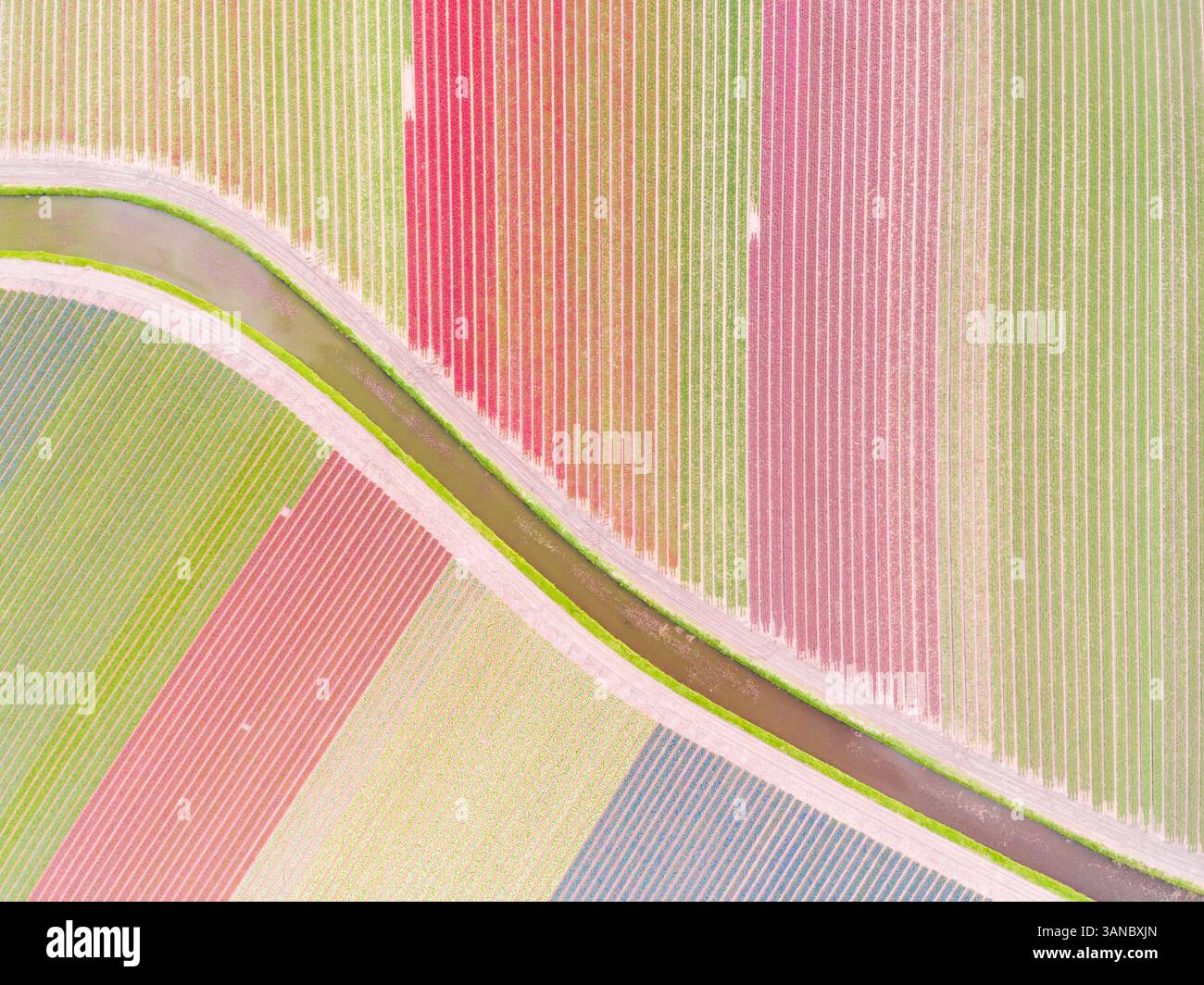 Luftaufnahmen von farbenfrohen Tulpenfeldern in Voorhout, Zuid-holland, Niederlande. Stockfoto