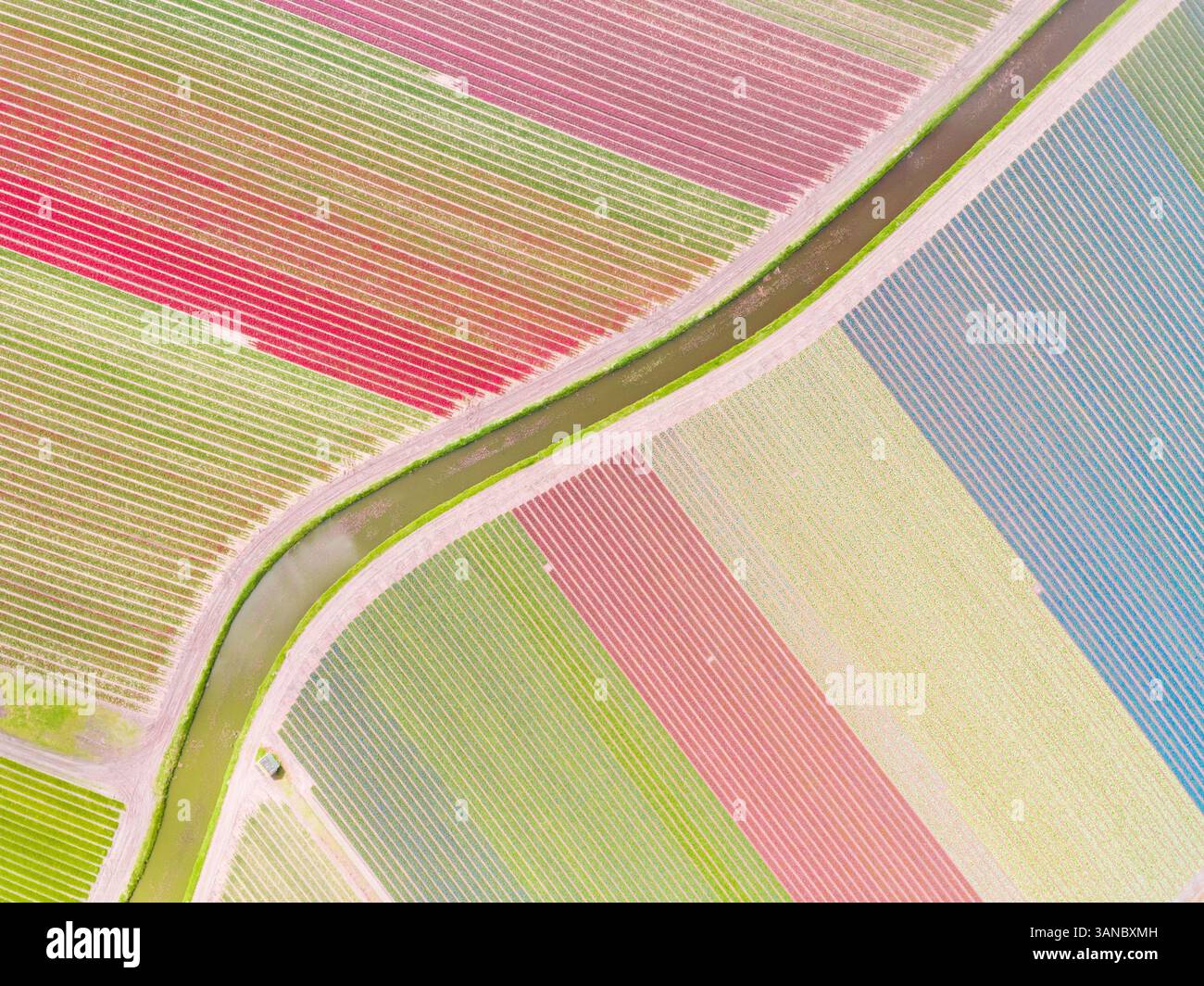 Luftaufnahmen von farbenfrohen Tulpenfeldern in Voorhout, Zuid-holland, Niederlande. Stockfoto