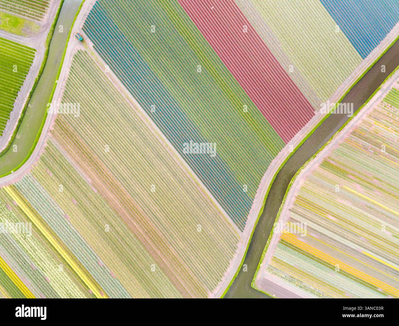 Luftaufnahmen von farbenfrohen Tulpenfeldern in Voorhout, Zuid-holland, Niederlande. Stockfoto