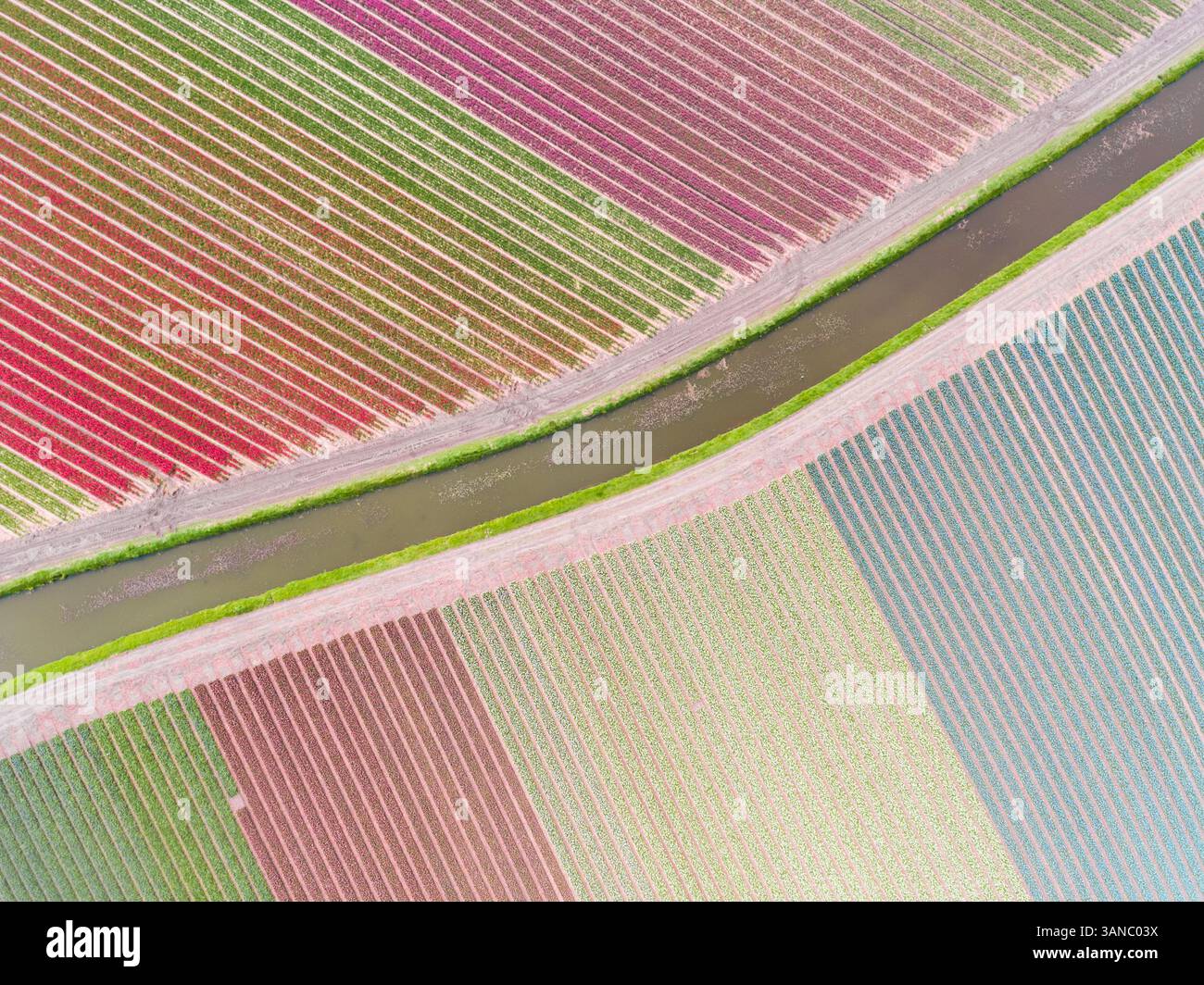 Luftaufnahmen von farbenfrohen Tulpenfeldern in Voorhout, Zuid-holland, Niederlande. Stockfoto