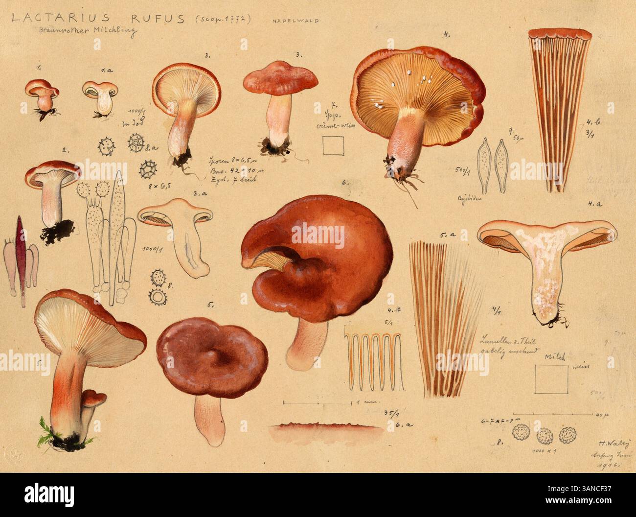 Pilz, Pilze, Rotbrauner Milchling, Lactarius rufus, syn. Lactarius mollis, authentische Reproduktion einer Illustration von Hans Walty 1868-1948 ungef Stockfoto