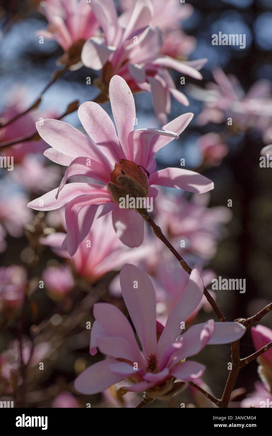 Blühende Äste der rosa Magnolie Loebneri „Leonard Messel“ aus nächster Nähe im Botanischen Garten von Warschau, Polen. Makrofotografie. Stockfoto
