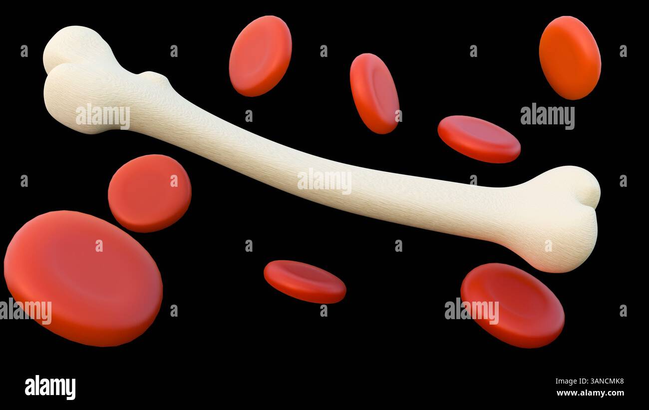 Eine 3D-Darstellung von verstreuten roten Blutkörperchen oder Erythrozyten ist neben einem Femurknochen deutlich sichtbar. Stockfoto