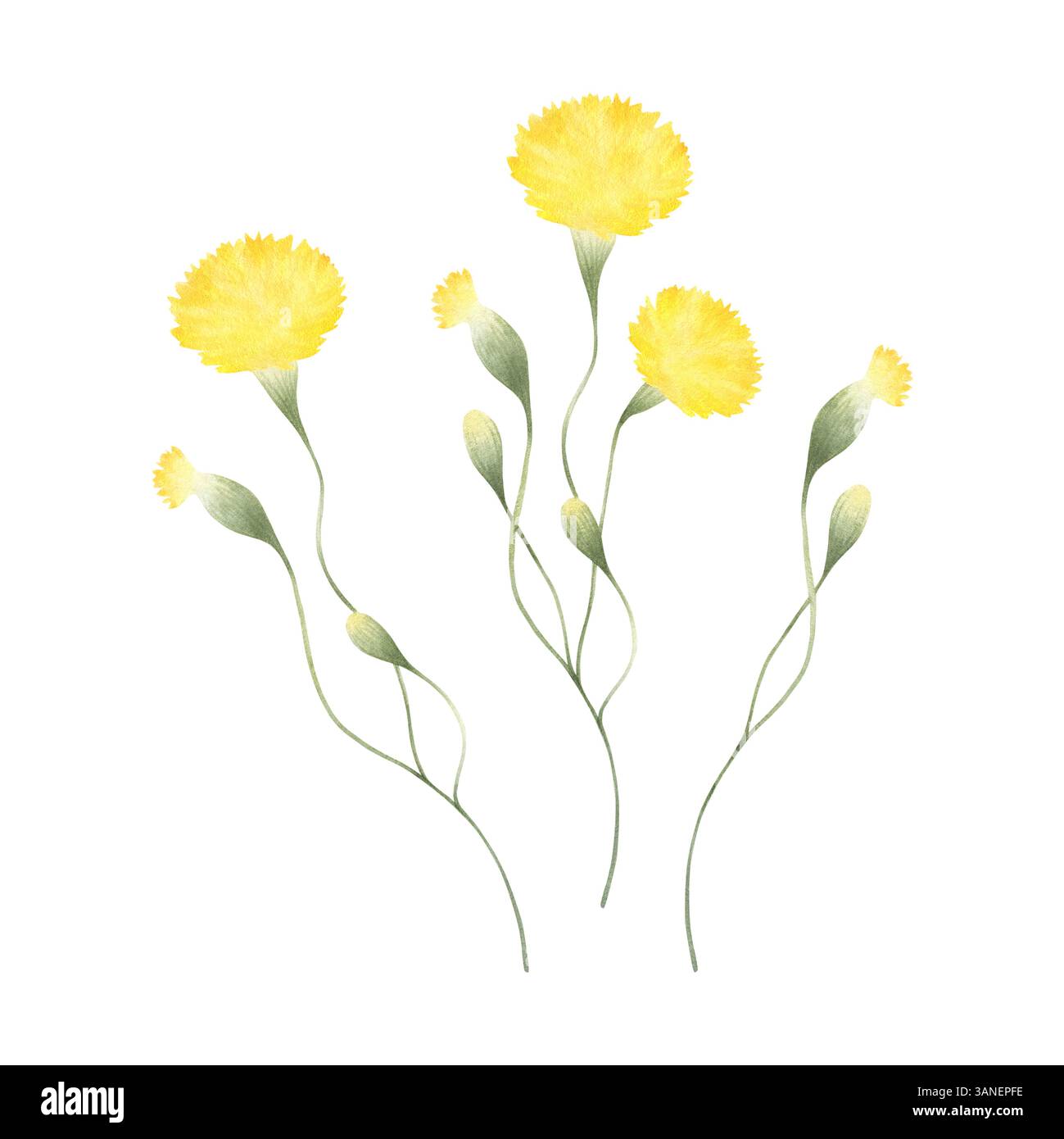 Löwenzahn Wildblume mit drei gelben Blüten und Knospen. Hand gezeichnet Blumen Aquarell isolierte Illustration Set der Feldpflanze. Skizze von Wiesenblumen Stockfoto