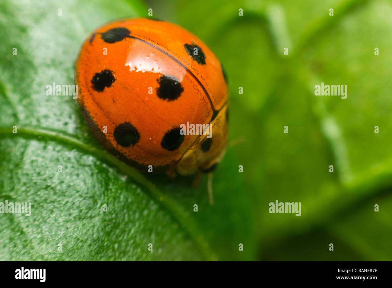 Makro von Käfer-Insekten (Marienkäfer) orange und Punkt schwarz Farbe nah auf dem grünen Blatt oder lassen Sie in der Natur Stockfoto