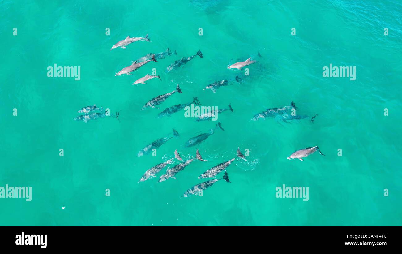 Aus der Vogelperspektive auf große Delfine, die im Korallenmeer schwimmen, Frenchmans Bay, Queensland, Australien. Stockfoto