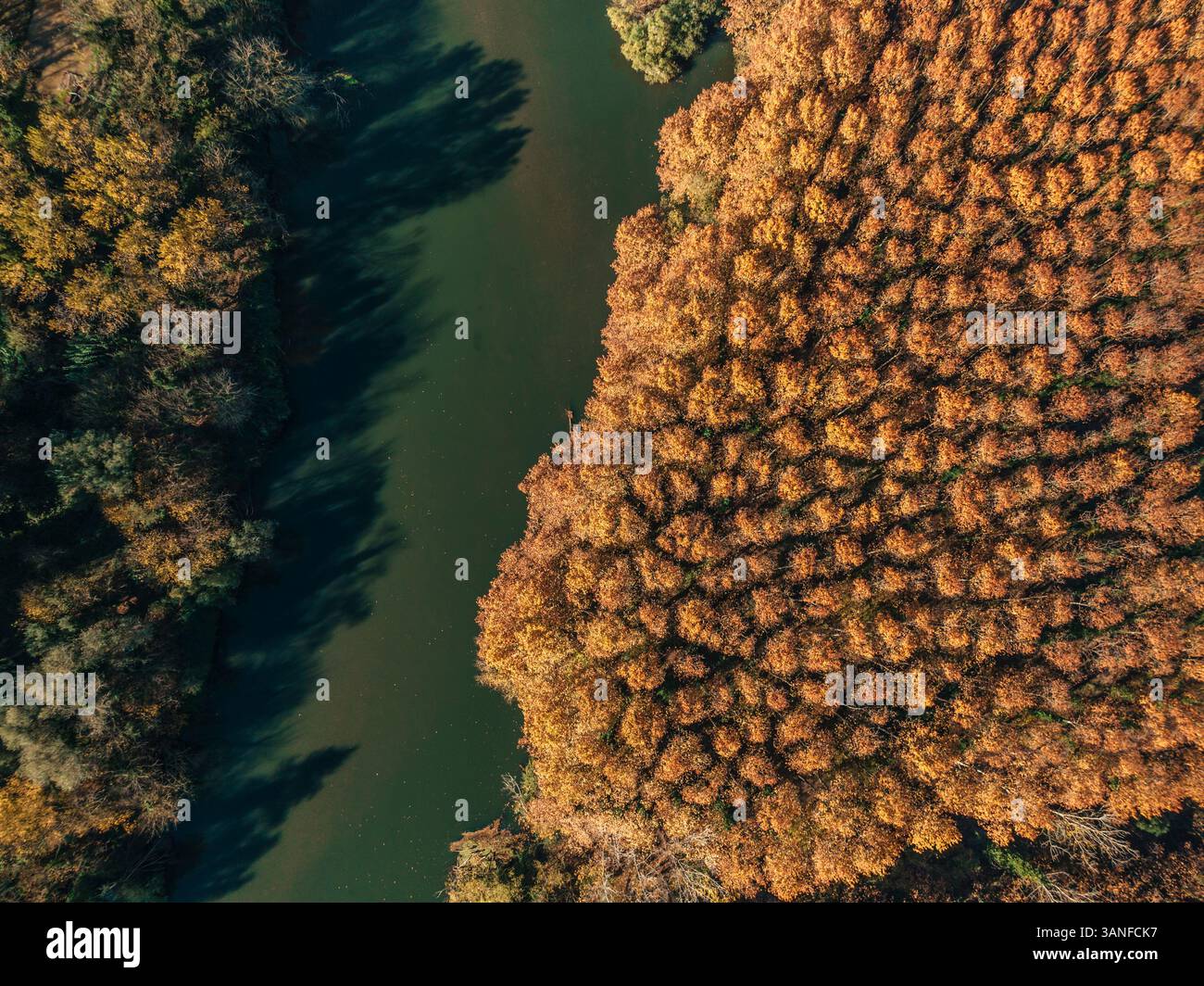 Aus der Vogelperspektive auf die Bäume in der Landschaft entlang des Flusses Ter in Girona, Spanien. Stockfoto
