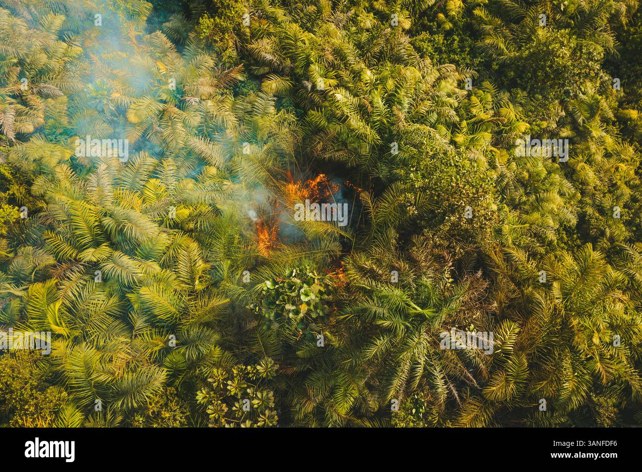 Blick aus der Vogelperspektive auf Wald mit Feuer und Rauch in der ländlichen westlichen Gegend, Sierra Leone. Stockfoto