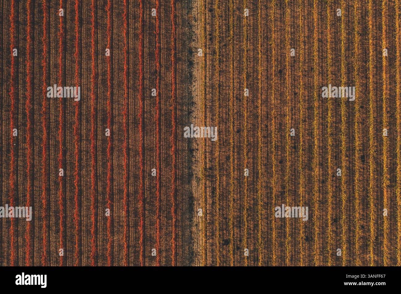 Aus der Vogelperspektive des Weinbergs im Herbst in der Nähe von Verdù im Bundesstaat Lleida, Spanien. Stockfoto