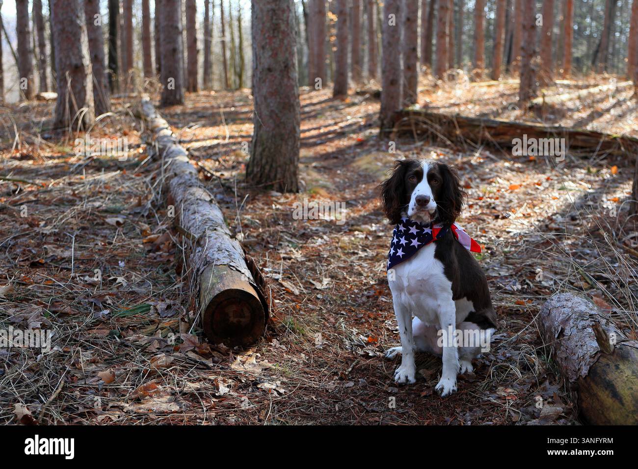 Der niedliche Hund mit einem Bandana der American Flag sitzt beim Wandern in einem Kiefernwald Stockfoto