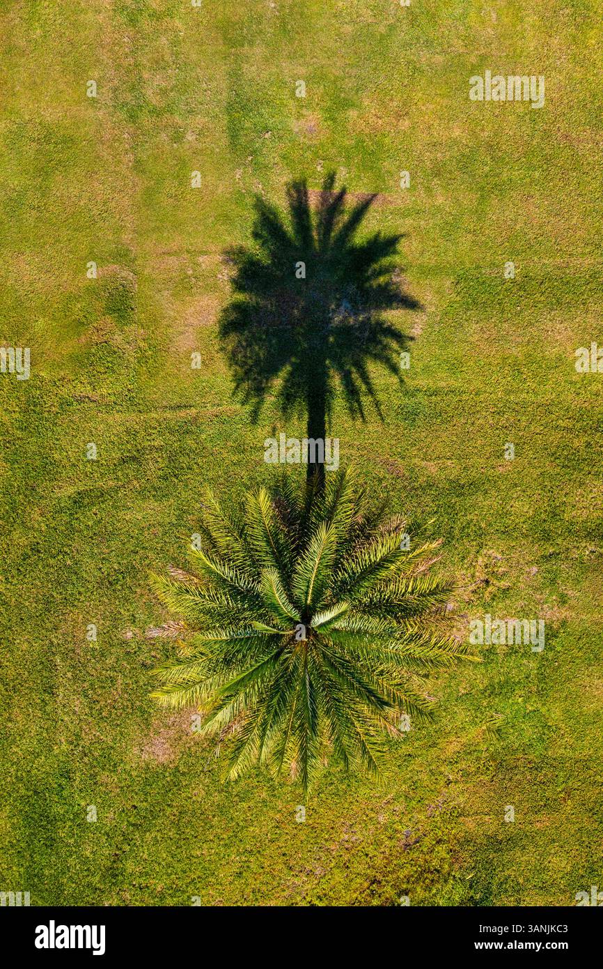 Luftaufnahme einer Palme in Vero Beach, Florida, USA. Stockfoto