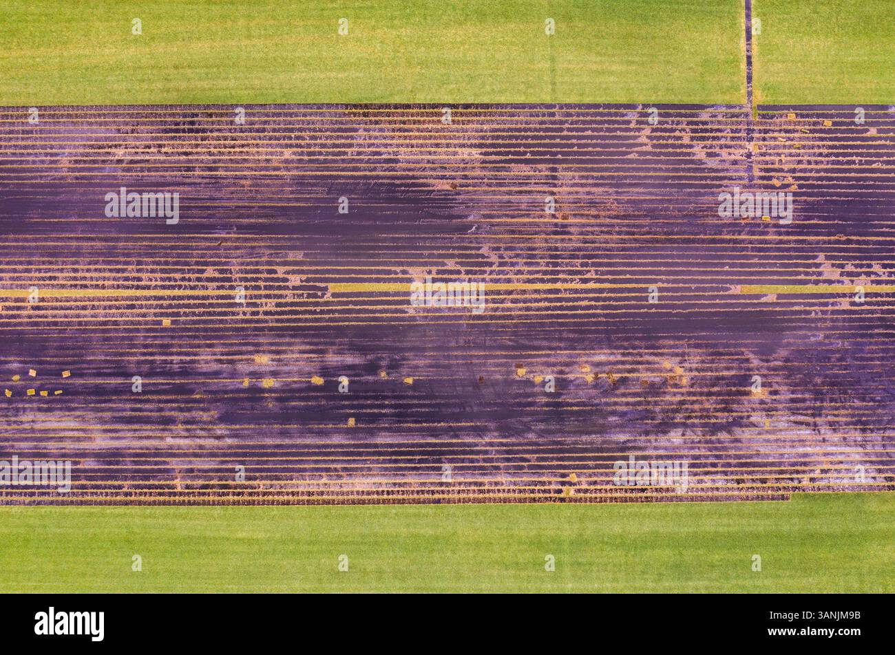 Gulf Kist Sod; Vero Beach, Florida. Stockfoto