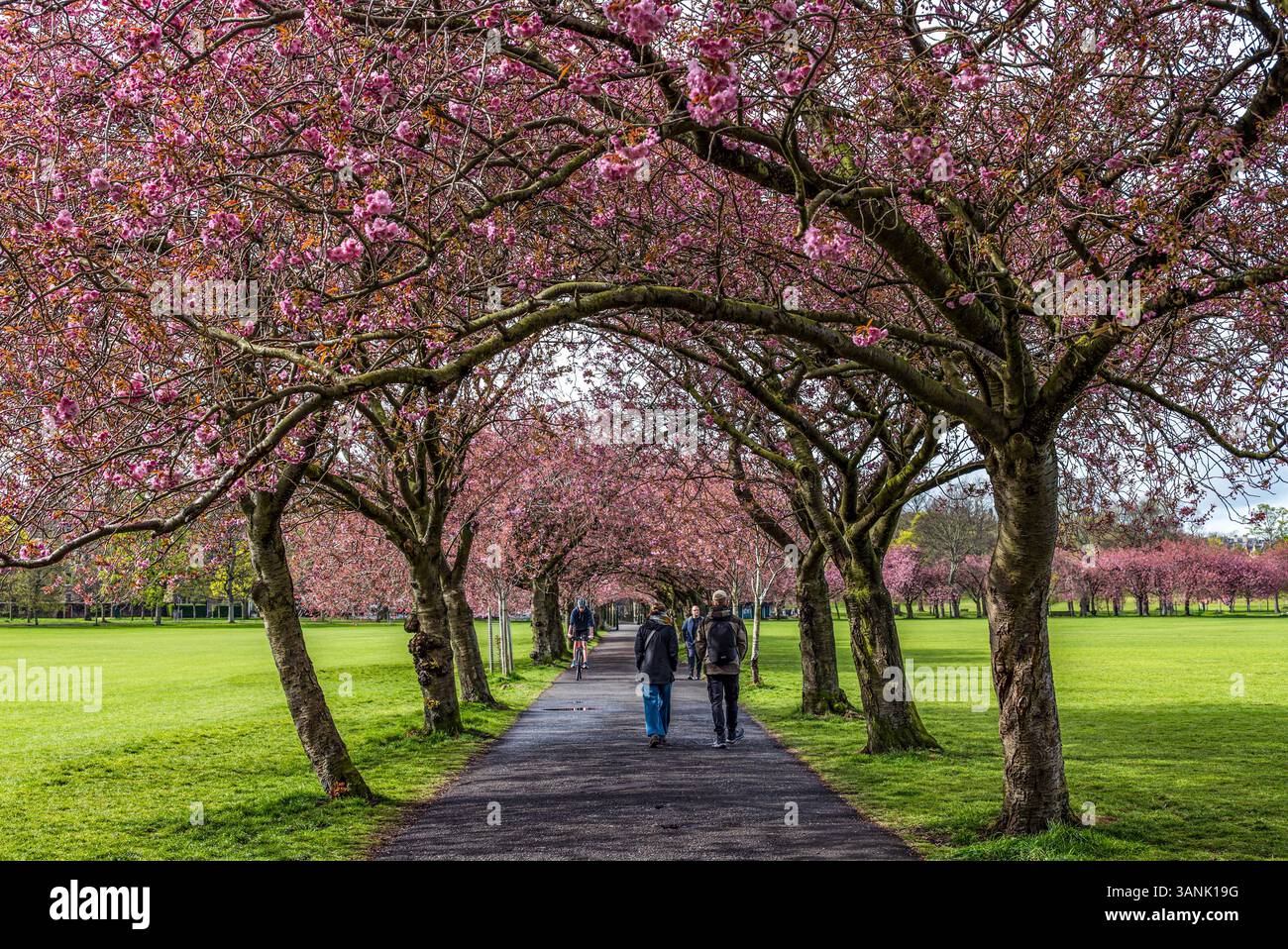 Menschen, die auf Wanderwegen durch die Frühlingszeit Kirschbäume laufen, blühen bei Sonnenschein in den Meadows, Edinburgh, Schottland, Großbritannien Stockfoto