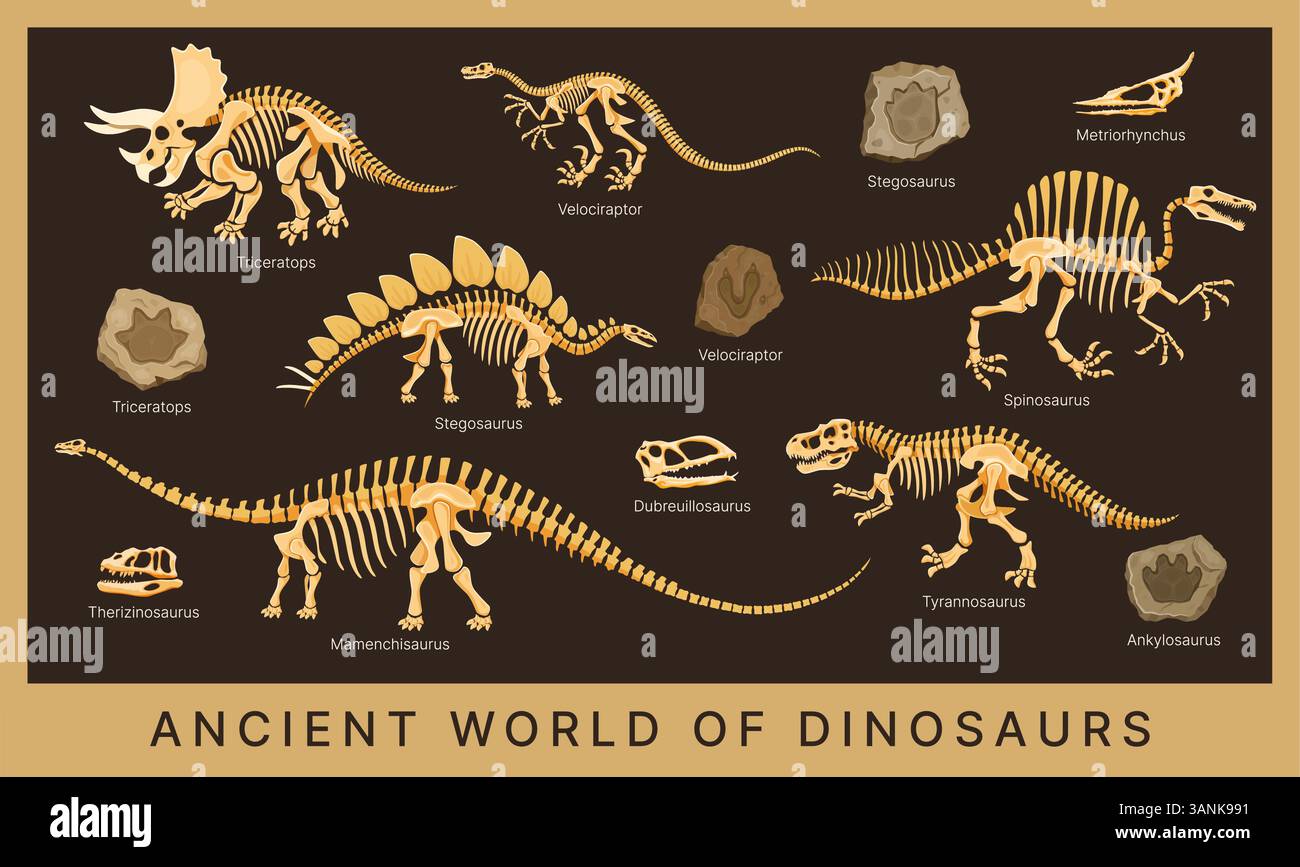 Dino Museum Poster mit Dinosaurierfossilien, Skeletten und Knochen, prähistorischen Tierschädeln und Fußabdrucksteinen. Vector triceratops, tyrannosaurus, Velociraptor und Stegosaurus Dinosaurier Fossilien Stock Vektor