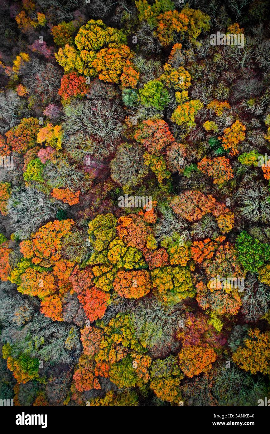 Aus der Vogelperspektive des farbenfrohen Herbstlaub in üppigen Wäldern, Mid Sussex District, Großbritannien. Stockfoto