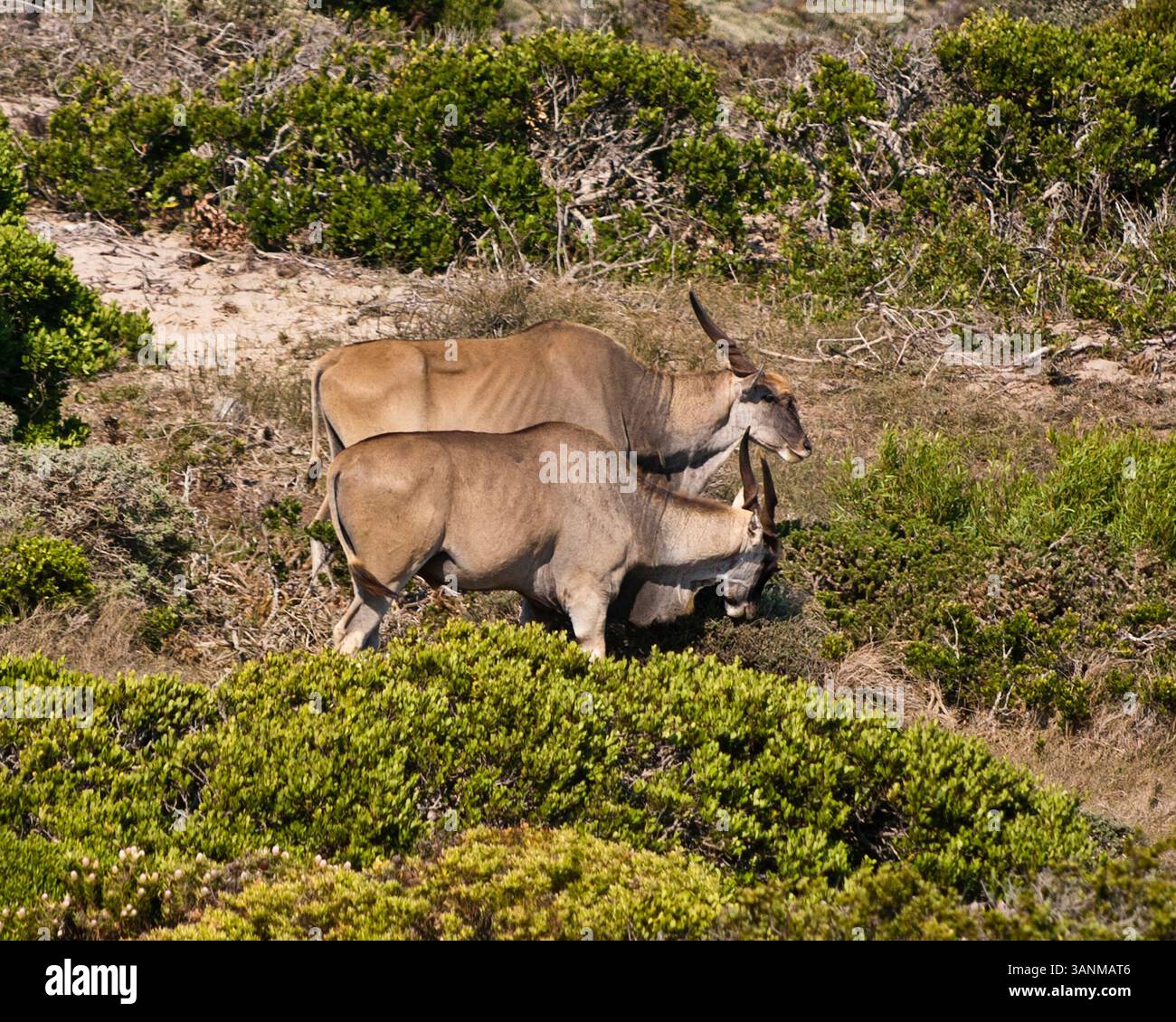 18. März 2011 – Kapstadt, Südafrika – Ein Paar Taurotragus oryx, auch bekannt als Southern Eland, Afrikas größte Antilope, weidet im Tal zwischen dem Kap der Guten Hoffnung und dem Parkplatz am Cape Point. Das Naturschutzgebiet Kap der Guten Hoffnung ist eine felsige Landzunge an der Atlantikküste der südafrikanischen Kap-Halbinsel und der südwestlichste Punkt Afrikas. (Bild: © Arnold Drapkin/ZUMAPRESS.com) Stockfoto