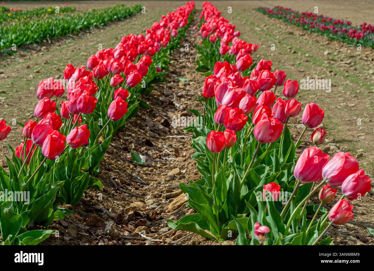 Weite Felder mit roten Tulpen erstrecken sich über den Helmsley Flower Belt in Yorkshire, Großbritannien, und feiern den Frühling mit atemberaubenden Farben. Stockfoto