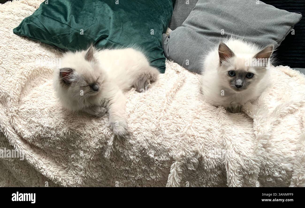 Katze Katzen Baby weiß hübsch aussehend begehrenswerte Tier Tiere Kätzchen schöne aussehende Blicke flauschig Babys kuschelig weißer Teppich Fell weich Happy Desire - Smartphone-aufgenommenes Stockfoto