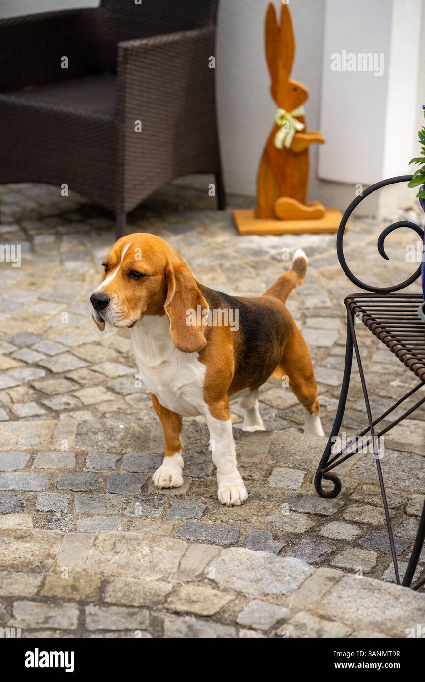 Blick auf einen erwachsenen dreifarbigen Beagle-Welpen, der auf dem Steinboden des Hinterhofs steht Stockfoto