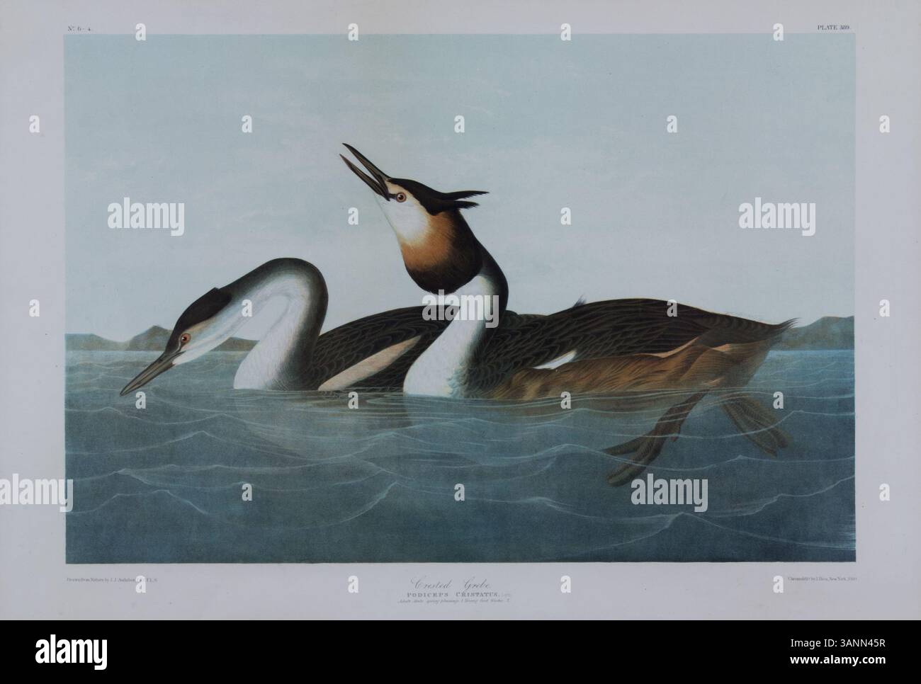 John James Audubons 1860 gedruckter „The Crested Grebe“ fängt den eleganten Wasservogel in detailliertem, naturalistischem Stil ein und zeigt Audubons Meisterschaft in der Tierkunst. Stockfoto