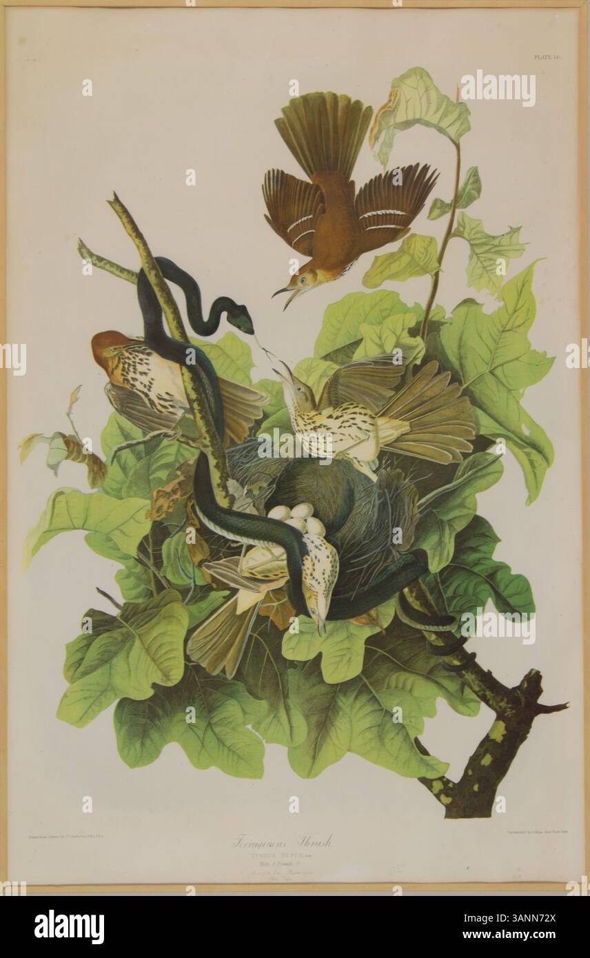 Ein Druck von John James Audubon über die ferruginöse Drossel, die diese Vogelart mit bemerkenswertem Detail darstellt. Audubon ist bekannt für seine detaillierten Studien zur amerikanischen Tierwelt im 19. Jahrhundert. Stockfoto