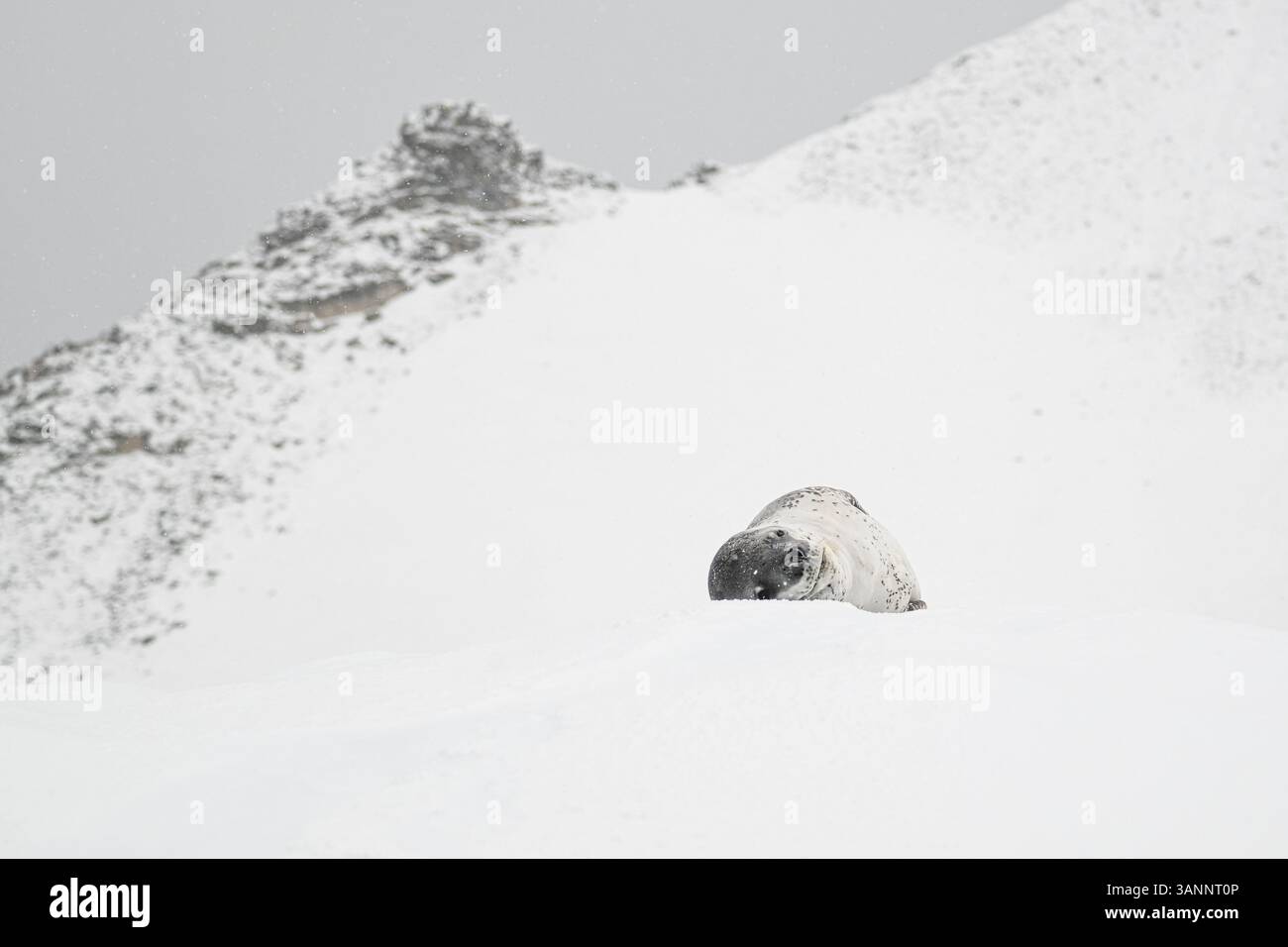 Eine Leopardenrobbe (Hydrurga leptonyx), die auf dem Eis liegt, wenn Schnee in der Antarktis fällt. Stockfoto