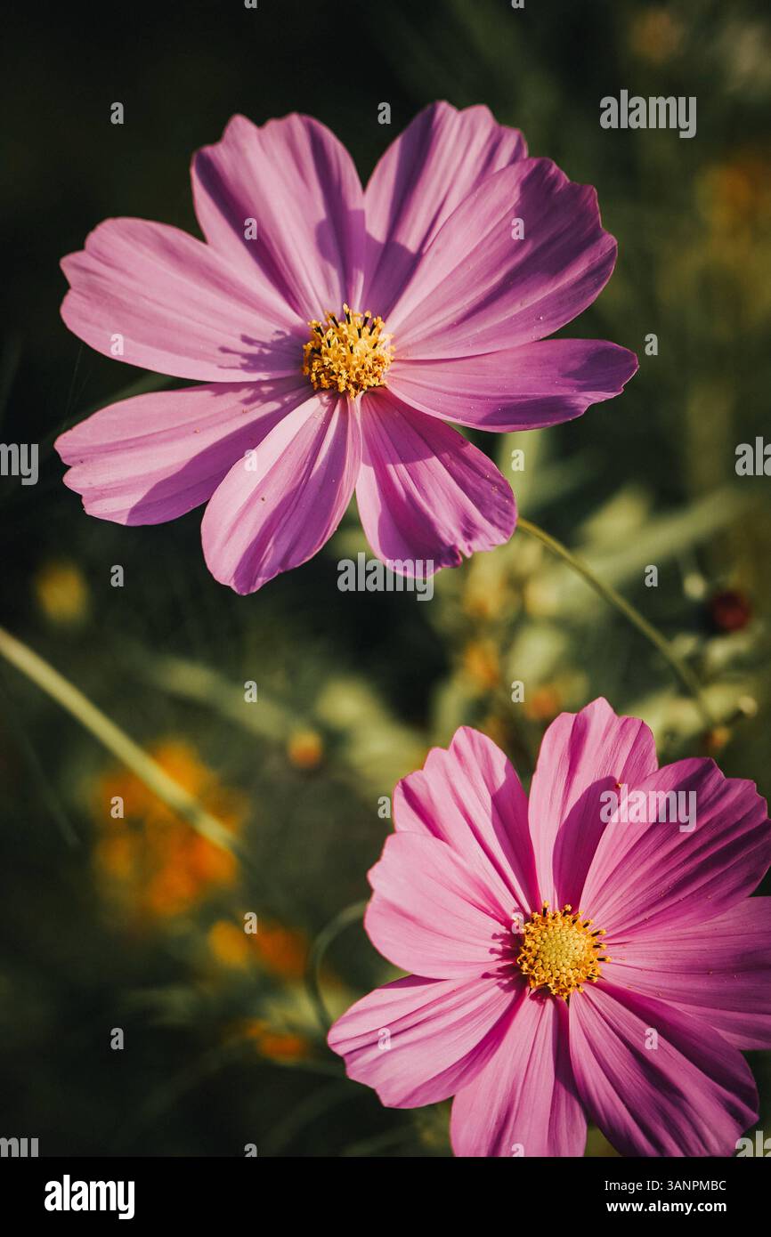 Schmuckkörbchen Cosmos bipinnatus das Schmuckkörbchen botanisch Cosmos bipinnatus ist eine elegante, hochgewachsene Sommerblume mit filigranem, farnartigem Laub und weit geöffneten Blüten in Rosa, weiß oder Purpur. Es stammt ursprünglich aus Mexiko und bringt Leichtigkeit, Farbfreude und Bewegung in jeden Garten. Seine zarten Blüten folgen dem Sonnenlauf und tanzen im Wind eine wahre Freude für Fotograf:innen und Insekten gleichermaßen. Besonders im Gegenlicht entfalten sie ihre volle Schönheit, wenn das Licht durch die seidigen Blütenblätter scheint. Eine Blume mit Ausstrahlung poetisch, Stockfoto