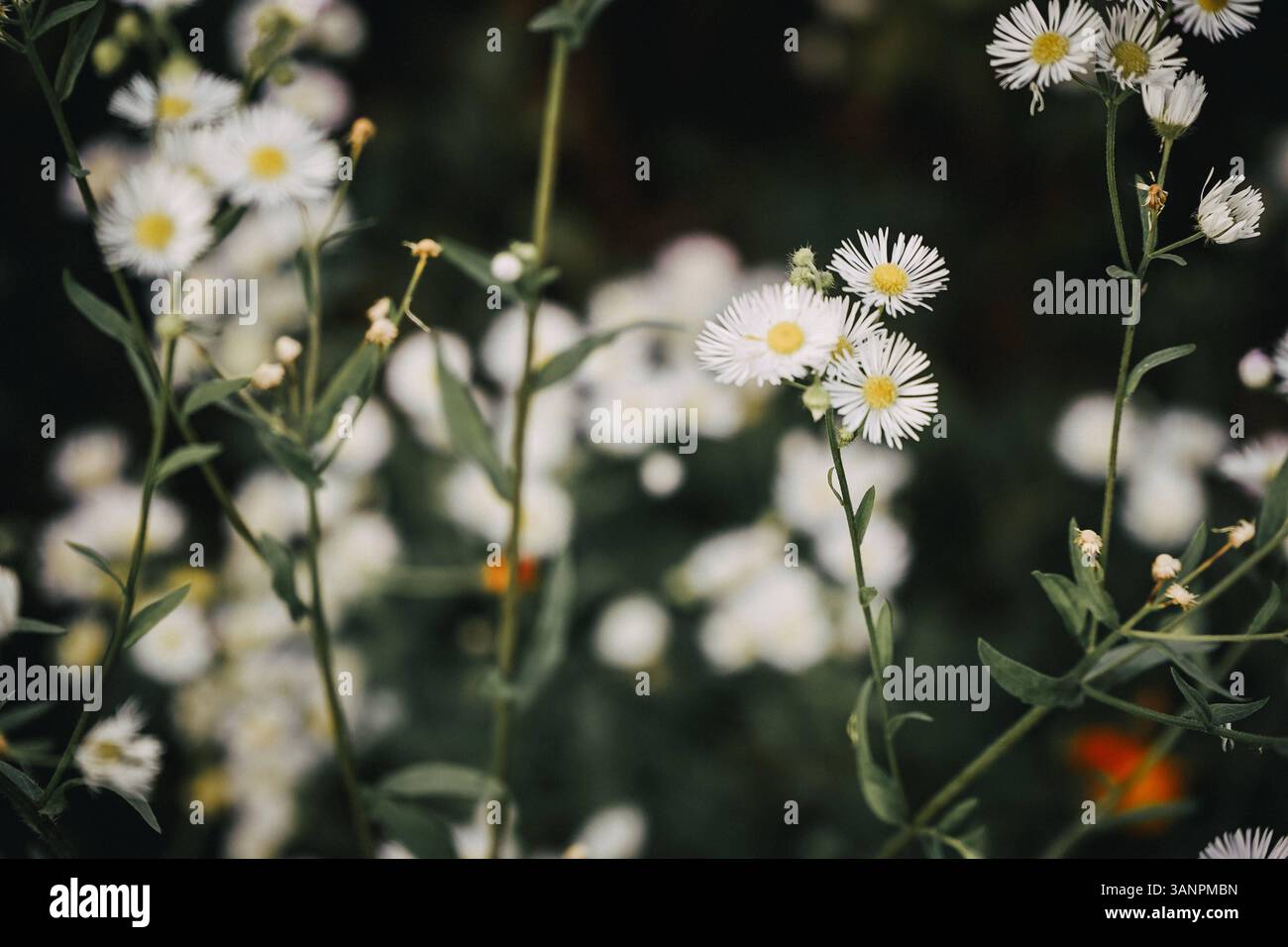 Einjähriges Berufkraut Erigeron annuus das Einjährige Berufkraut, auch bekannt als Erigeron annuus, ist eine zarte, wild wachsende Pflanze mit zahlreichen kleinen, weißen Blüten, die an Gänseblümchen erinnern. Es gehört zur Familie der Korbblütler Asteraceae und stammt ursprünglich aus Nordamerika. Inzwischen ist es in Mitteleuropa weit verbreitet und besiedelt Wegränder, Wiesen, Schuttplätze und Böschungen. Die Pflanze blüht von Juni bis Oktober und bietet zahlreiche Insekten, insbesondere Wildbienen und Schwebfliegen, eine wertvolle Nahrungsquelle. Trotz ihres unscheinbaren Erscheinungsbildes Stockfoto