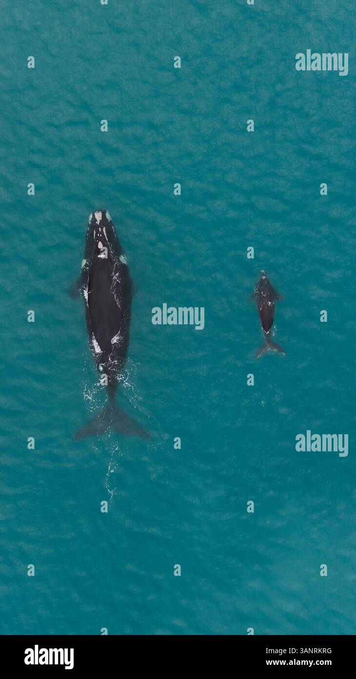Luftaufnahme der südlichen Glattwale, die im blauen Ozean schwimmen, Trigg, Western Australia, Australien. Stockfoto