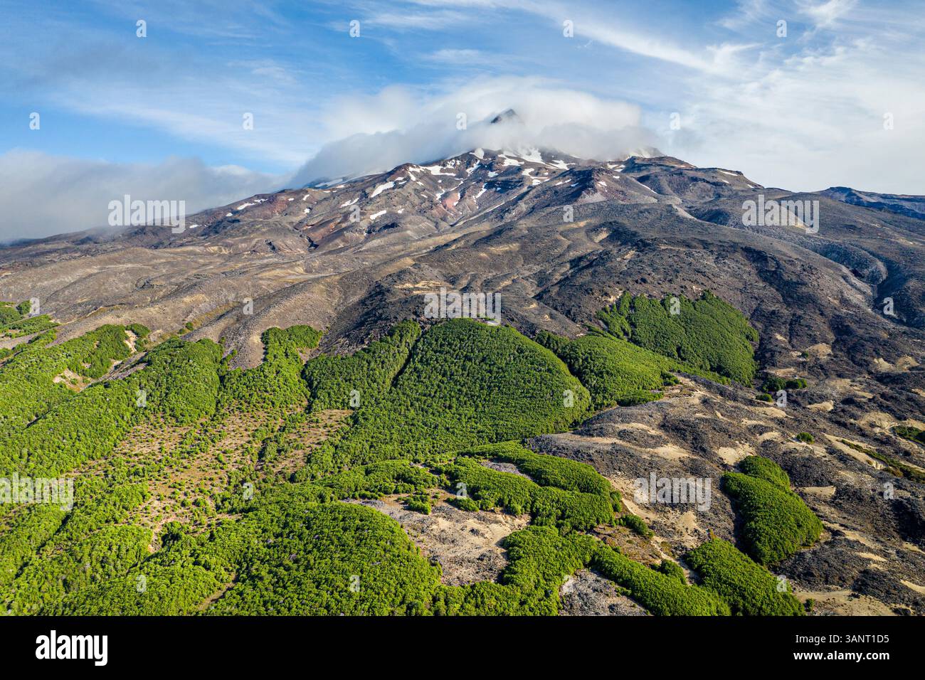 Aus der Vogelperspektive auf den Vulkan Mount Ruapehu und den Buchenwald, Rangataua, Manawatu-Wanganui, Neuseeland. Stockfoto