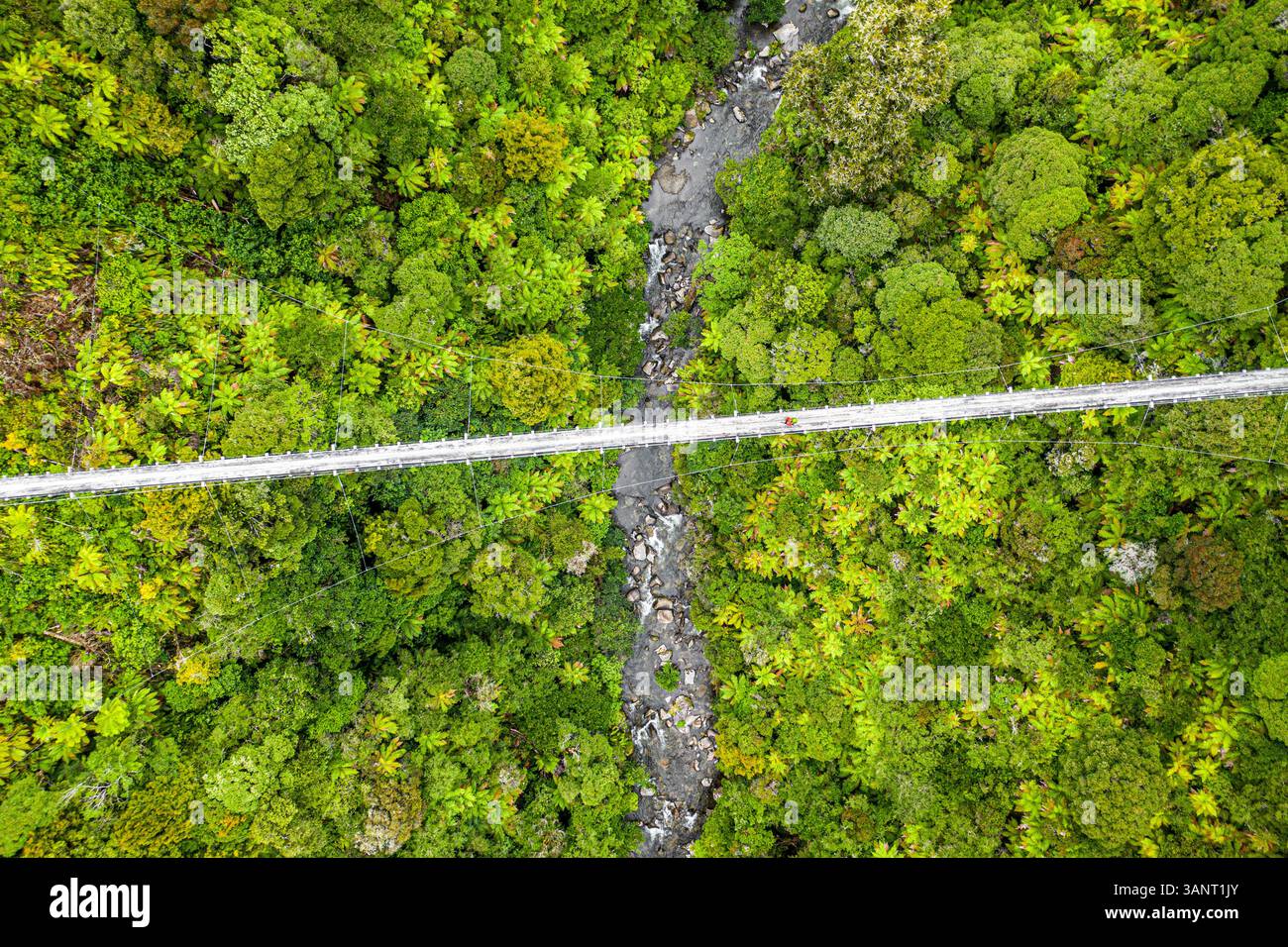 Aus der Vogelperspektive sehen Sie üppige Waldformen und Baumkronen, Waimiha, Manawatu-Wanganui, Neuseeland. Stockfoto