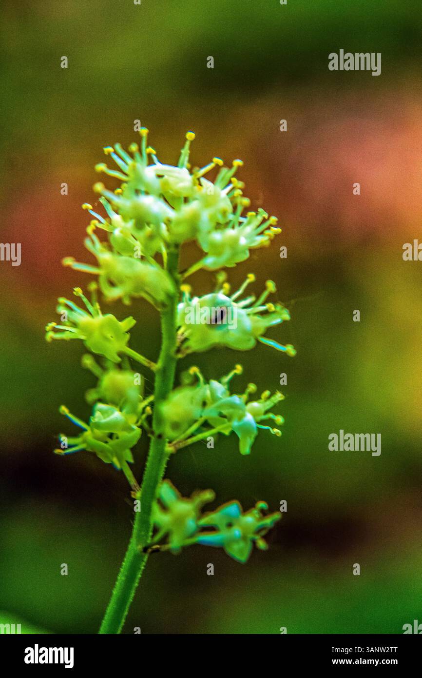 Makrofoto, Tiere, Natur, Еurope, Osteuropa, Rumänien Stockfoto