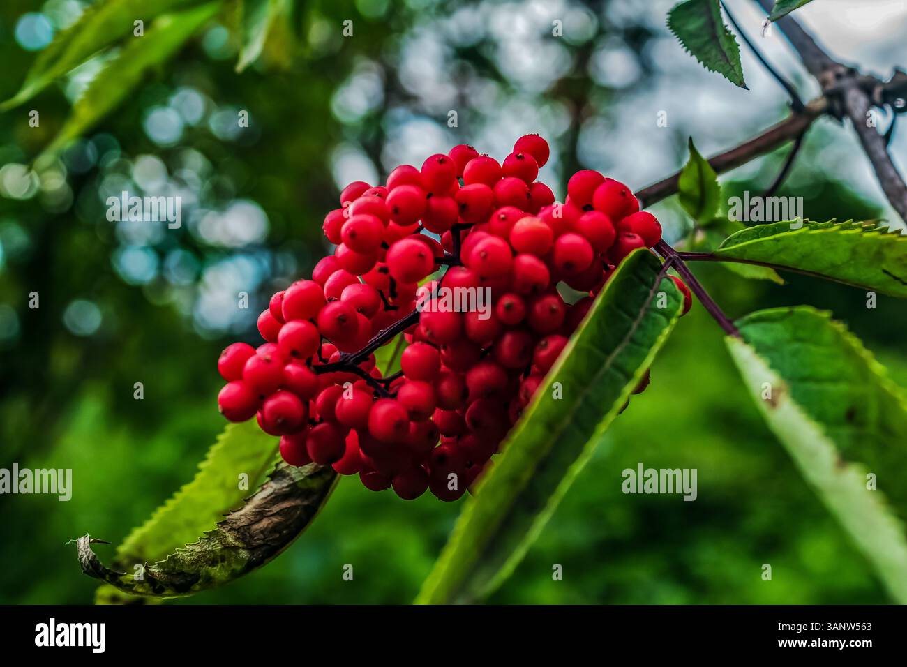 Makrofoto, Tiere, Natur, Еurope, Osteuropa, Rumänien Stockfoto
