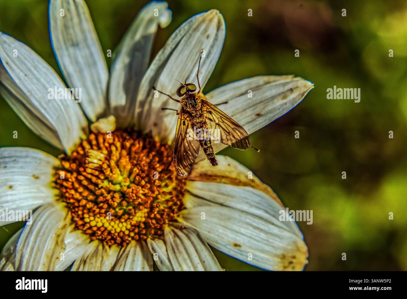 Makrofoto, Tiere, Natur, Еurope, Osteuropa, Rumänien Stockfoto