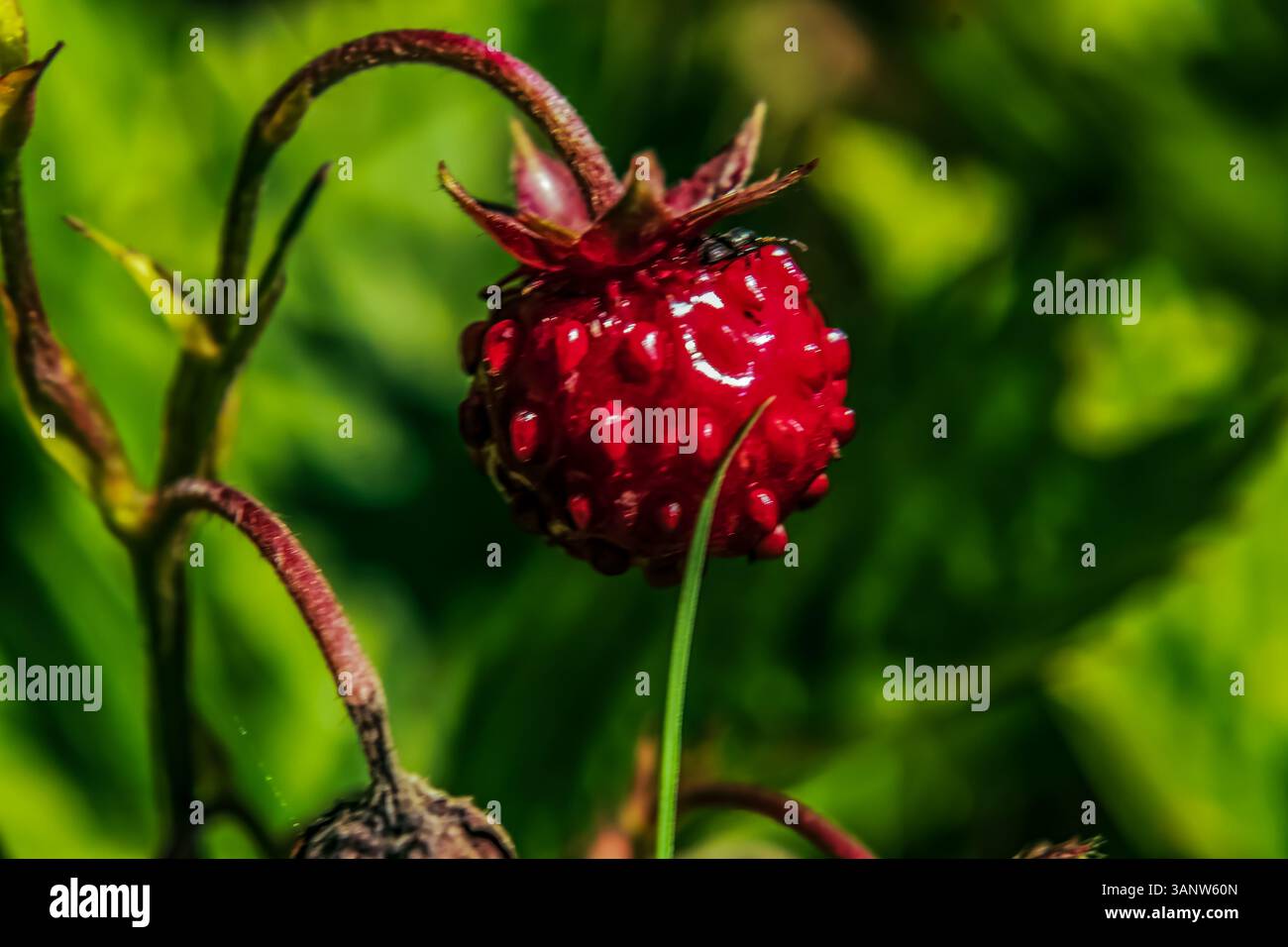 Makrofoto, Tiere, Natur, Еurope, Osteuropa, Rumänien Stockfoto