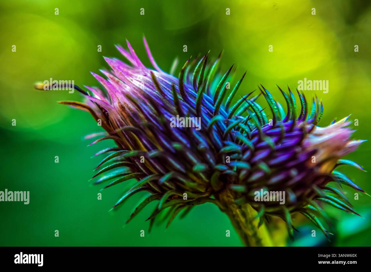 Makrofoto, Tiere, Natur, Еurope, Osteuropa, Rumänien Stockfoto