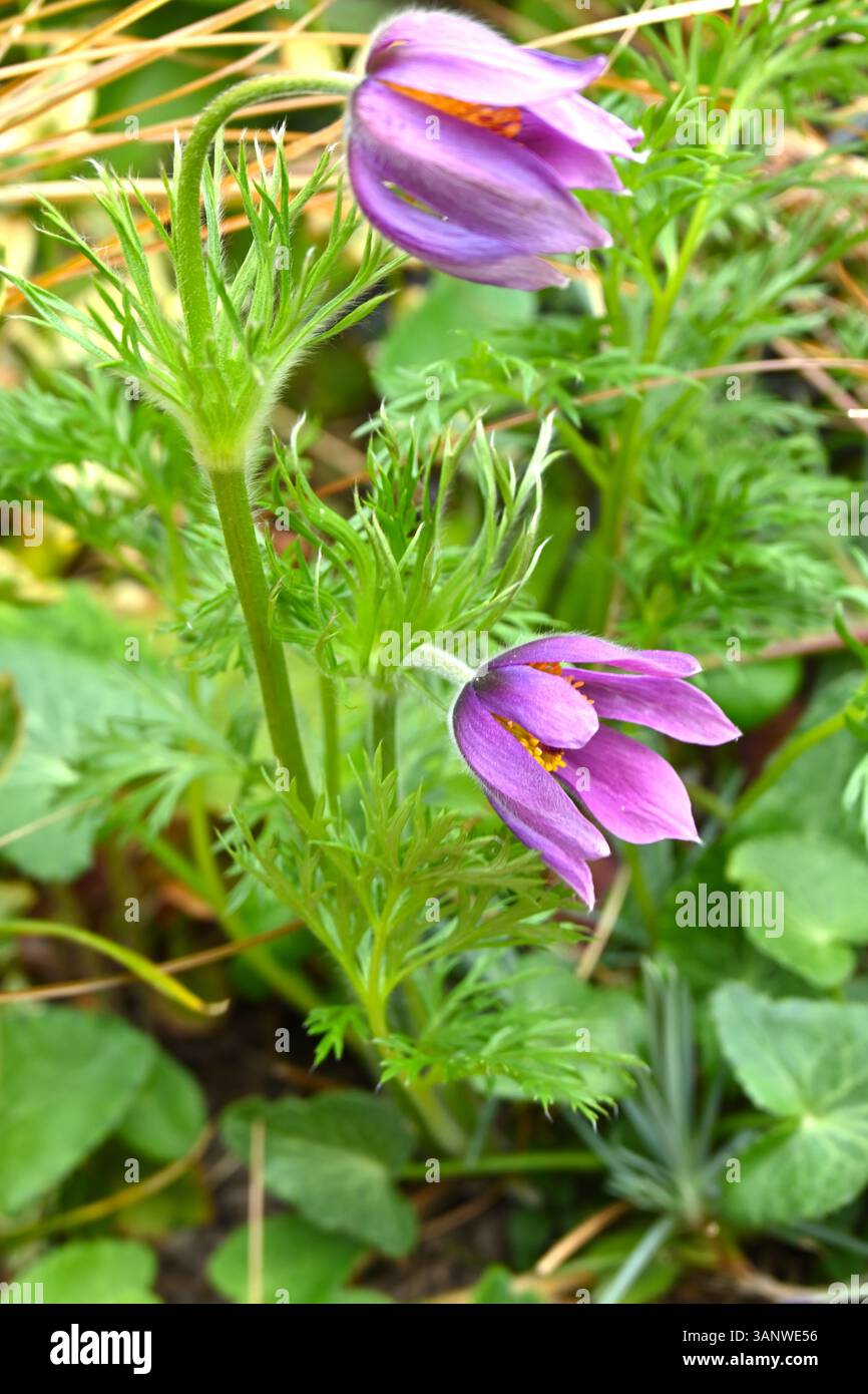 Nickende lila Köpfe der Frühlingsblume Pulsatilla vulgaris, Pasqueflower oder Pasque Blume im April des Vereinigten Königreichs Stockfoto
