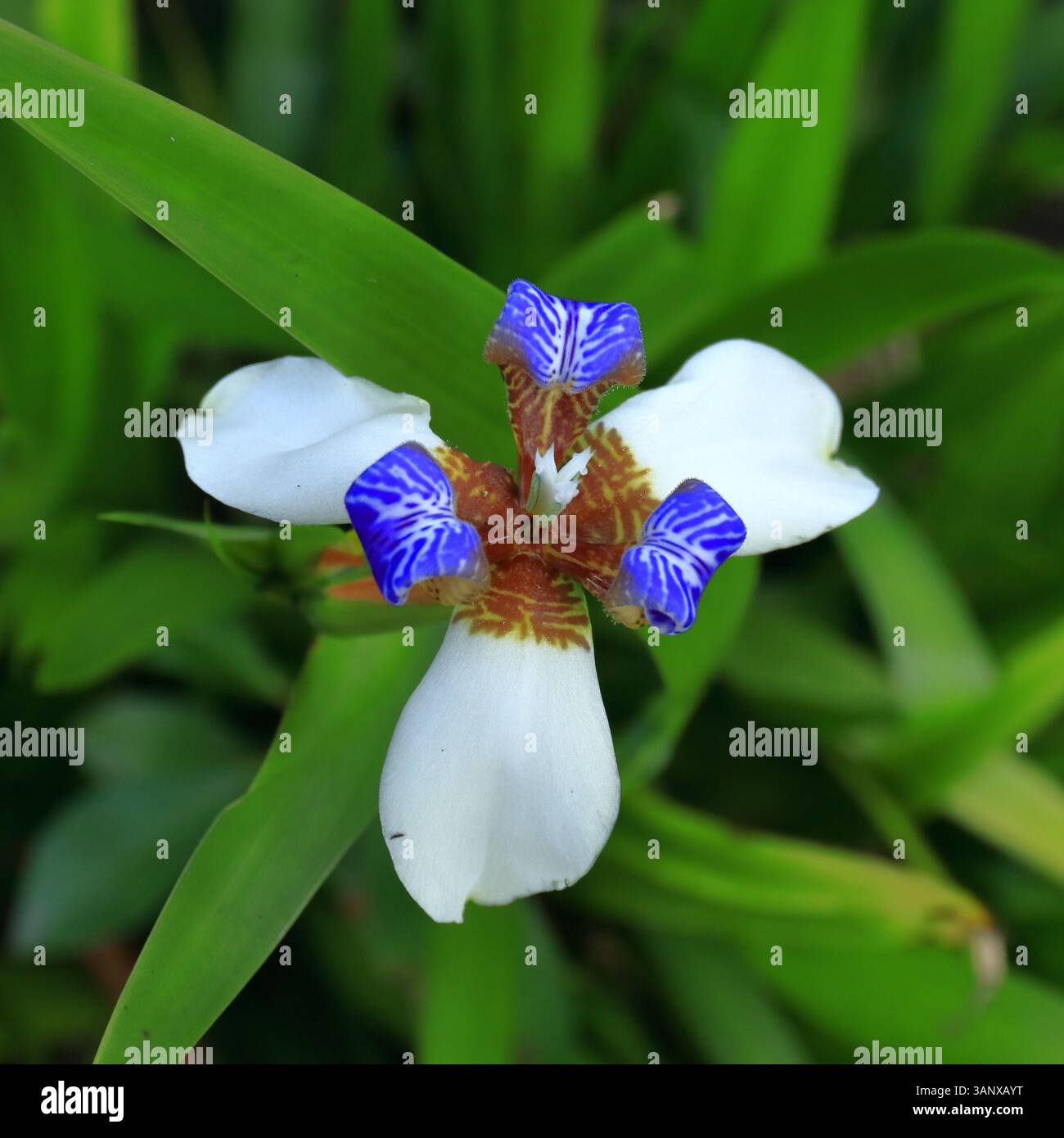 Una de las orquídeas Vistas en Colombia Stockfoto