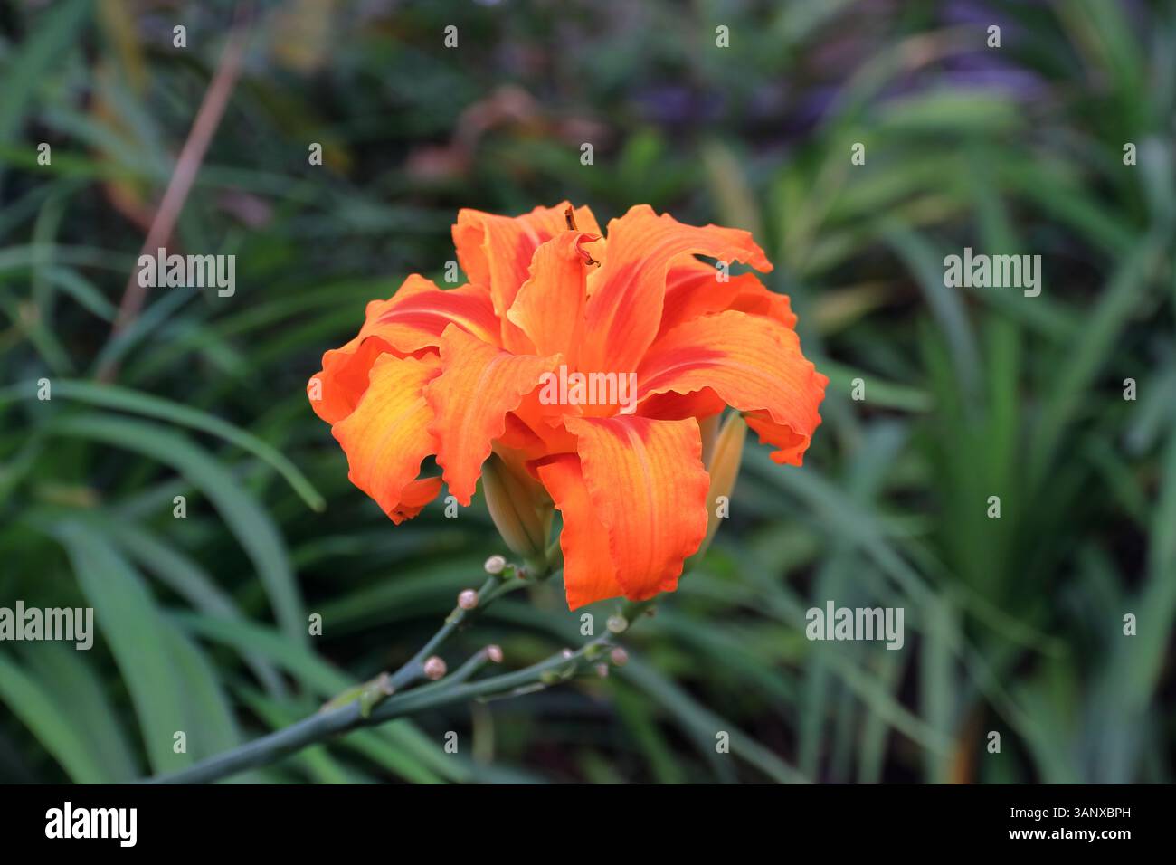 Flor de las Montañas Colombianas Stockfoto