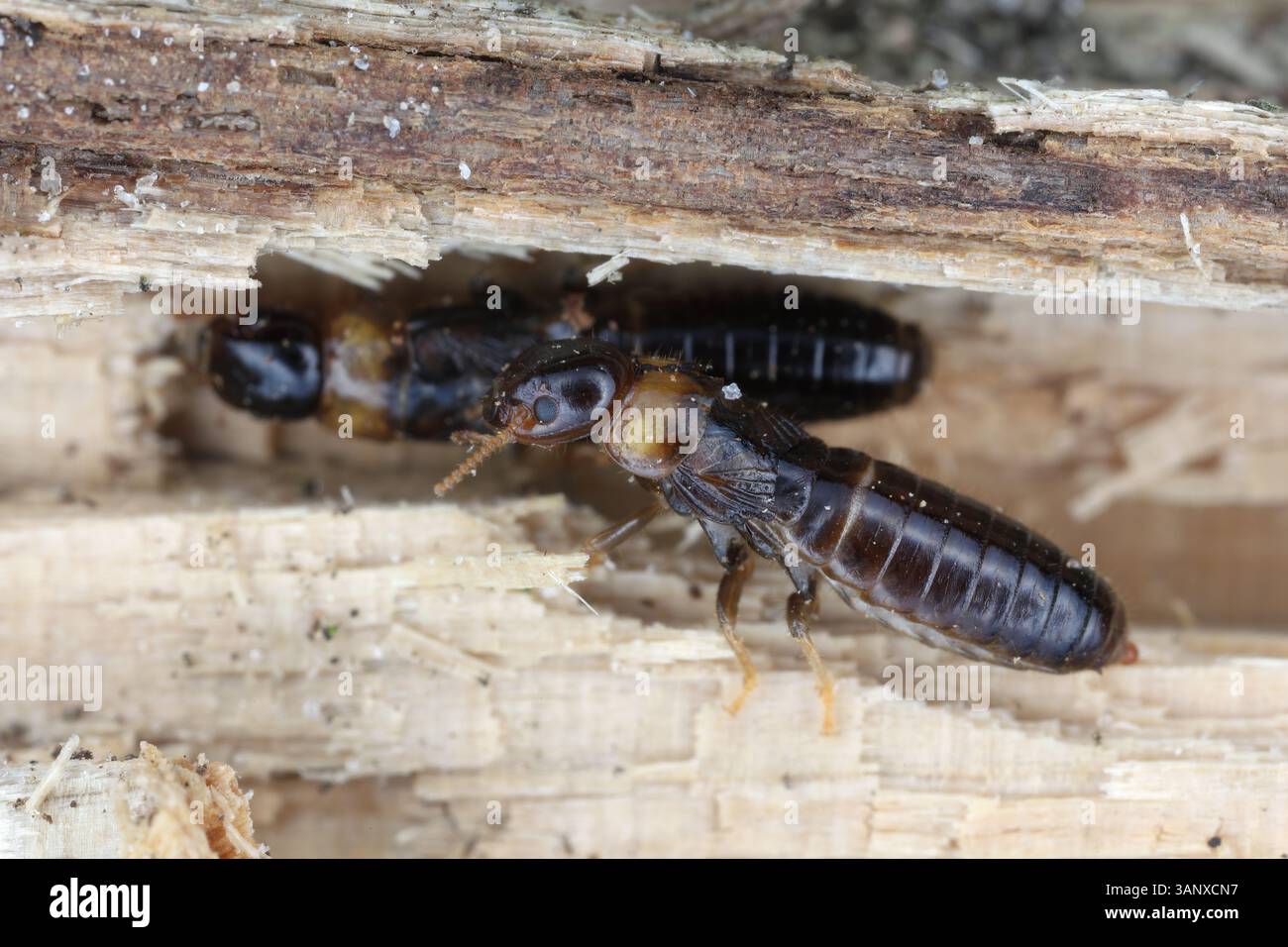 Gelbhalsige Trockenholztermite (Kalotermes flavicollis). Zwei Individuen im Wald. Stockfoto