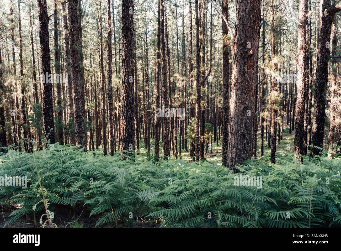 Kiefernwald im Naturpark Corona Forestal, Teneriffa, Kanarische Inseln Stockfoto