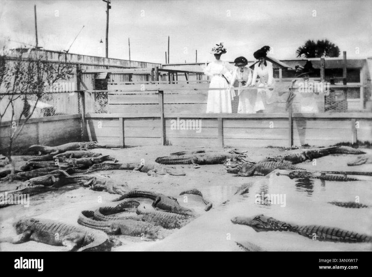 Vier Frauen mit Hüten und langen weißen Kleidern beobachten Alligatoren auf einer Alligatorfarm in Miami in South Florida, um 1905. (USA) Stockfoto