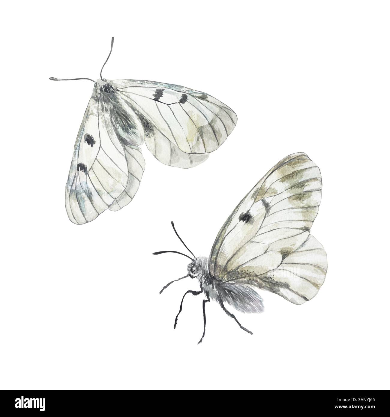 Schmetterlinge, Draufsicht und Seitenansicht. Mnemosyne. Handgezeichnete Aquarellillustration isoliert auf weiß. Für Grußkarten, Einladungen, Etiketten, Banner Stockfoto