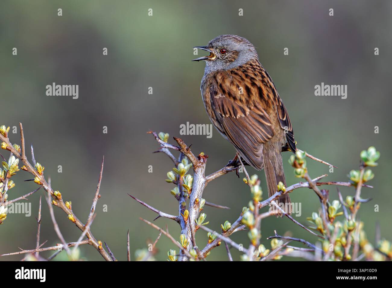 Dunnock / Hedge accentor (Prunella modularis / Motacilla modularis) ruft im Frühjahr aus Sträuchern Stockfoto