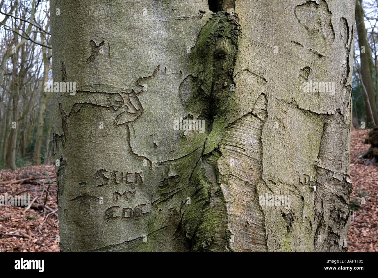 Baumstamm mit groben Bildern und in die Rinde gehauenen Wörtern im britischen Waldland England Großbritannien Stockfoto