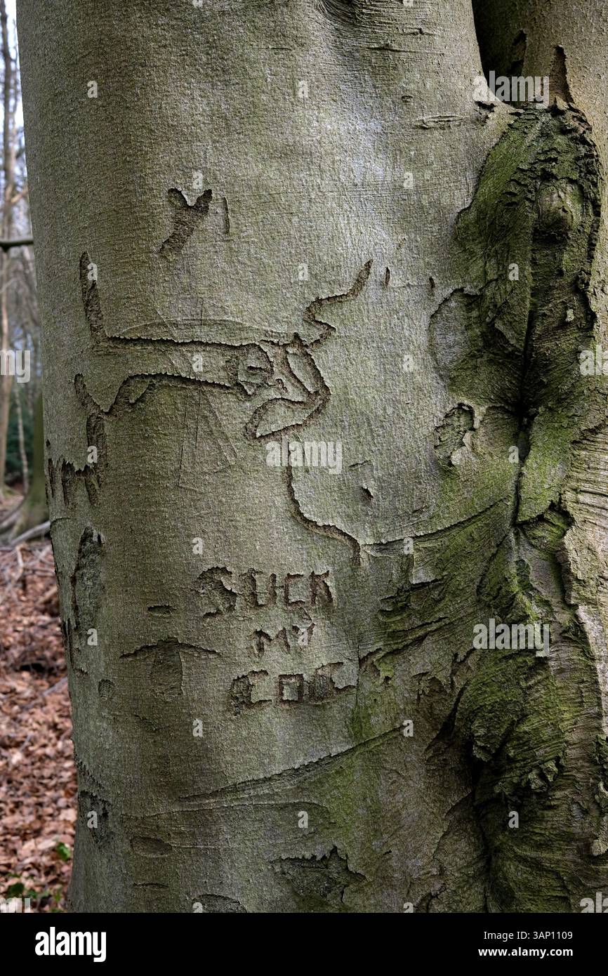 Baumstamm mit groben Bildern und in die Rinde gehauenen Wörtern im britischen Waldland England Großbritannien Stockfoto
