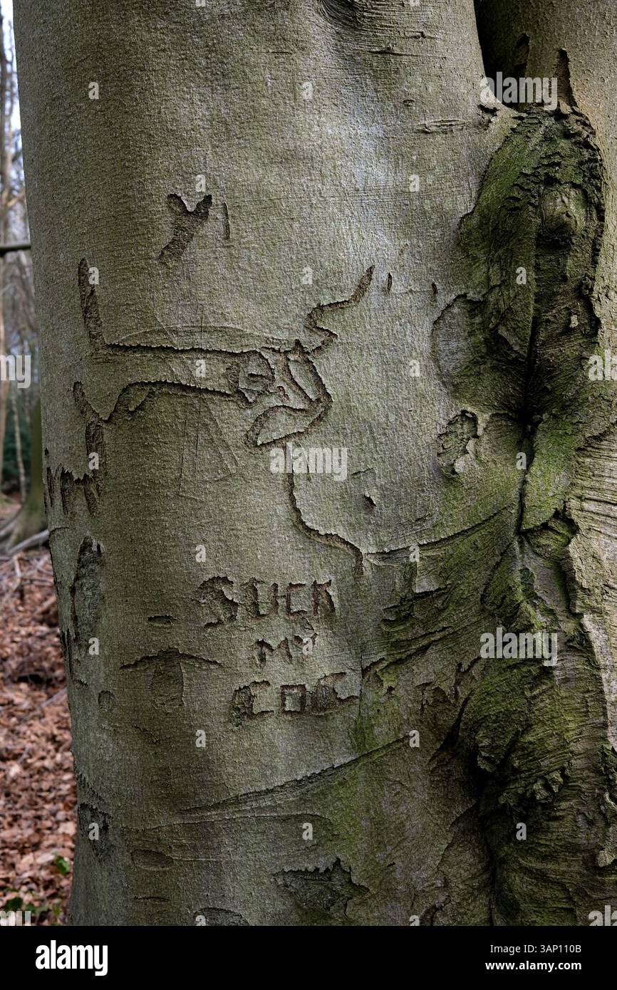 Baumstamm mit groben Bildern und in die Rinde gehauenen Wörtern im britischen Waldland England Großbritannien Stockfoto