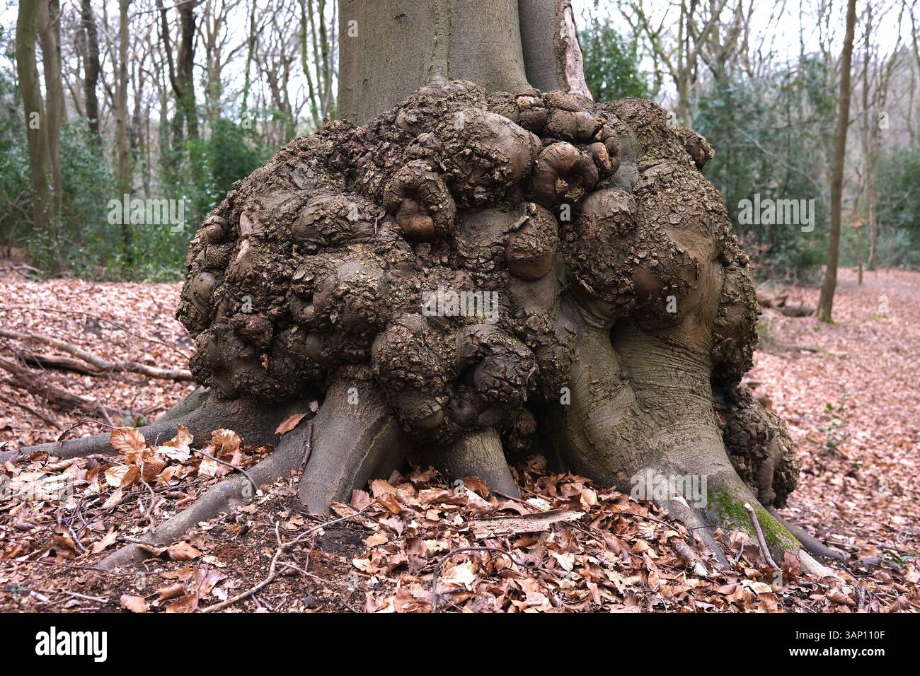 Baumstamm mit Grat oder Grat im britischen Waldland England Großbritannien Stockfoto